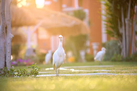 White cattle egret wild bird, also known as Bubulcus ibis, walking on green lawn at hotel yard in summerの写真素材