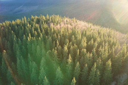 Aerial view of brightly illuminated with sunlight beams foggy dark forest with pine trees at autumn...