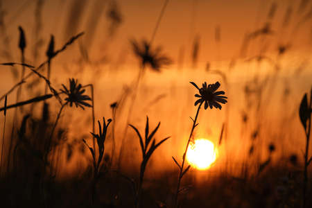 Dark silhouettes of wild flowers against bright colorful sunset sky with setting sun lightの写真素材