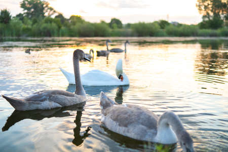 White and gray swans swimming on lake water in summerの写真素材