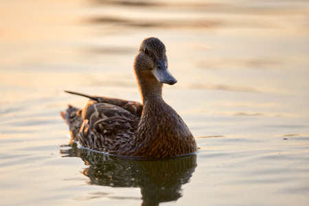 Wild duck family of mother bird and her chicks swimming on lake water at bright sunset. Birdwatching...