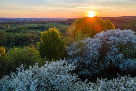 Aerial view of blooming garden with white blossoming trees in early spring at sunsetの写真素材