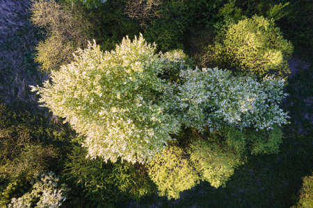 Aerial view of blooming garden with white blossoming trees in early spring at sunsetの写真素材