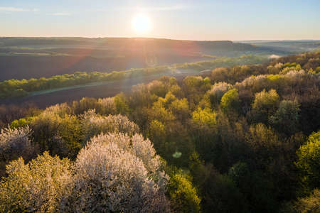 Aerial view of woodland with fresh green trees in early spring at sunsetの写真素材