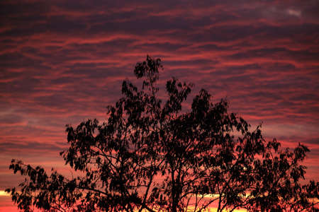 Dark foliage of small trees and bush against bright colorful sunset sky with vivid clouds illuminated with setting sun lightの写真素材