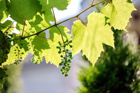 Green sprouts of grape branch growing in vine yard in spring garden