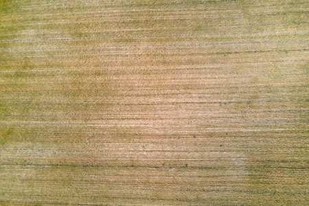 Aerial landscape view of yellow cultivated agricultural field with dry straw of cut down wheat after harvestingの写真素材