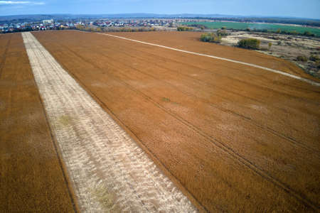 Aerial landscape view of yellow cultivated agricultural field with ripe wheat on bright summer dayの写真素材