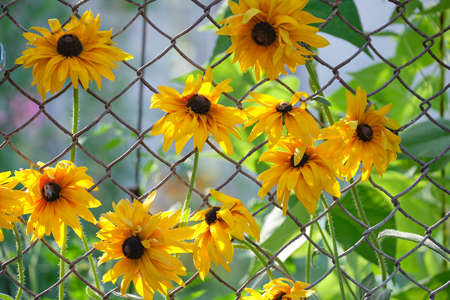 Yellow sunlit chamomile flowers blooming on chain link fence wall on summer flowerbed in green sunny gardenの写真素材
