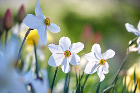White tender narcissus flowers blooming in spring sunny gardenの写真素材