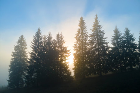 Aerial view of brightly illuminated with sunlight beams foggy dark forest with pine trees at autumn sunrise. Amazing wild woodland at misty dawn. Environment and nature protection conceptの写真素材