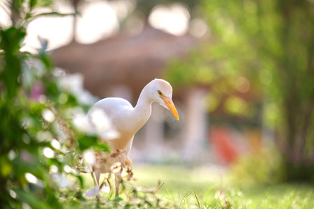 White cattle egret wild bird, also known as Bubulcus ibis walking on green lawn in summerの写真素材
