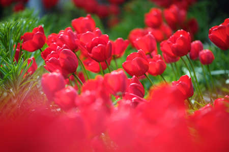 Bright red tulip flowers blooming on outdoor flowerbed on sunny spring dayの写真素材