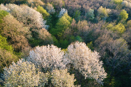 Aerial view of blooming garden with white blossoming trees in early spring at sunsetの写真素材