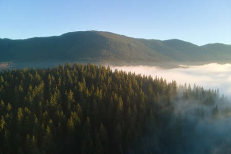 Aerial view of foggy evening over dark pine forest trees at bright sunset. Amazingl scenery of wild...
