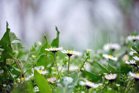 Small wild flowers blooming on summer meadow in green sunny gardenの写真素材
