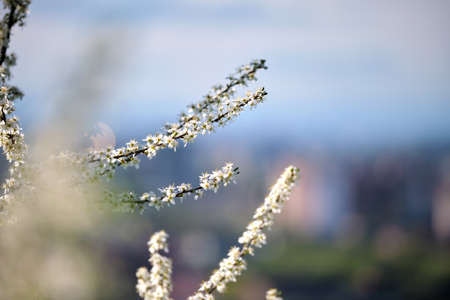 Twigs of cherry tree with white blossoming flowers in early spring