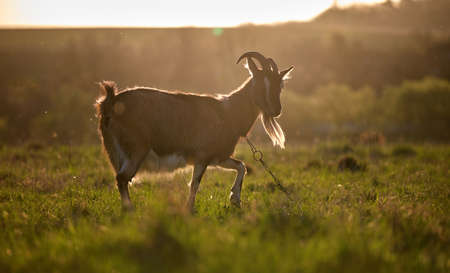 Domestic milk goat with long beard and horns grazing on green farm pasture on summer day. Feeding of...