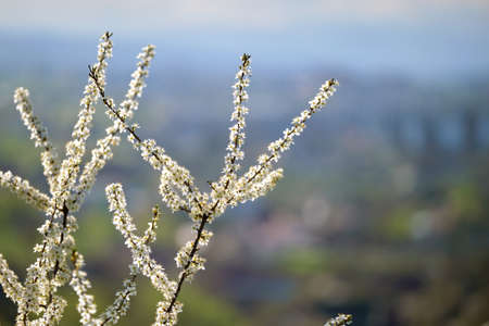 Twigs of cherry tree with white blossoming flowers in early springの写真素材