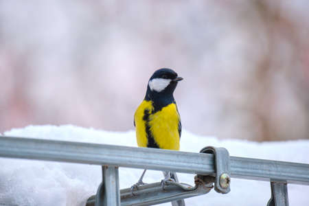 Yellow wild tit bird looking for food on cold winter dayの写真素材