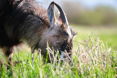 Domestic milk goat with long beard and horns grazing on green farm pasture on summer day. Feeding of...
