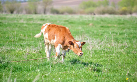 Young calf grazing on green farm pasture on summer day. Feeding of cattle on farmland grasslandの写真素材
