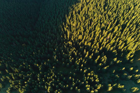 Aerial view of dark mixed pine and lush forest with green and yellow trees canopies in autumn mountain woodsの写真素材