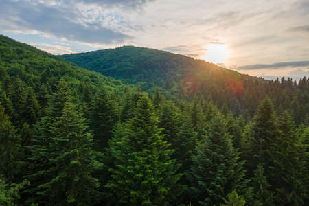 Aerial view of green pine forest with dark spruce trees covering mountain hills at sunset. Nothern woodland scenery from aboveの写真素材
