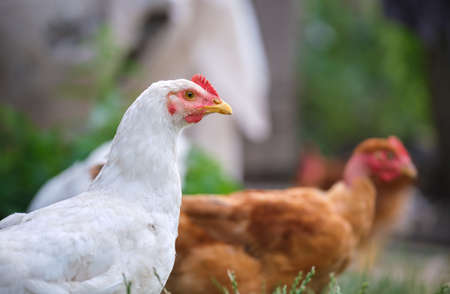 Hen feeding on traditional rural barnyard. Domestic chicken standing on yard lawn with green grass. Free range poultry farming conceptの写真素材