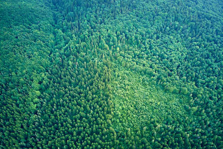 Aerial view of green pine forest with dark spruce trees. Nothern woodland scenery from above