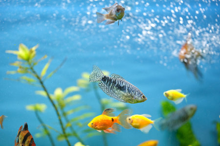 Colorful exotic fish swimming in deep blue water aquarium with green tropical plantsの写真素材