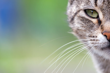 Portrait of gray cat resting on steet outdoors in summerの写真素材