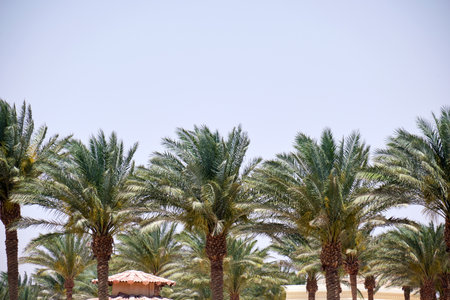 Beautiful green coconut palm trees on tropical beach against blue sky. Summer vacation conceptの写真素材