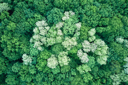 Top down flat aerial view of dark lush forest with blooming green trees canopies in springの写真素材