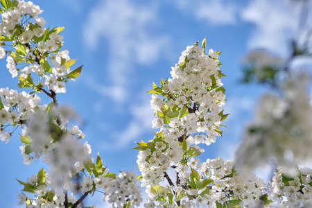 Twigs of cherry tree with white blossoming flowers in early spring