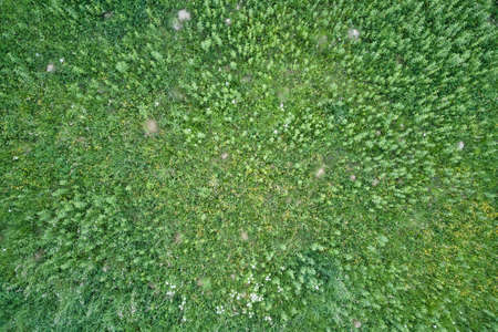 Top down flat aerial view of dark lush forest with green trees canopies in summerの写真素材