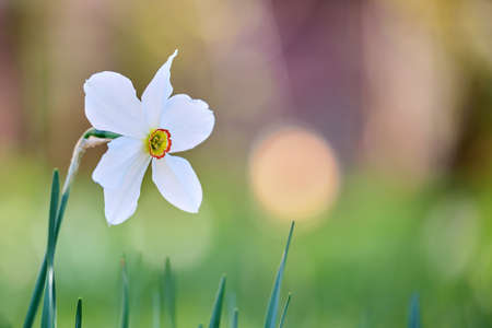 White tender narcissus flowers blooming in spring sunny gardenの写真素材
