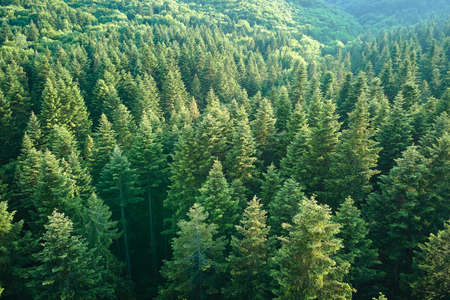 Aerial view of green pine forest with dark spruce trees. Nothern woodland scenery from above