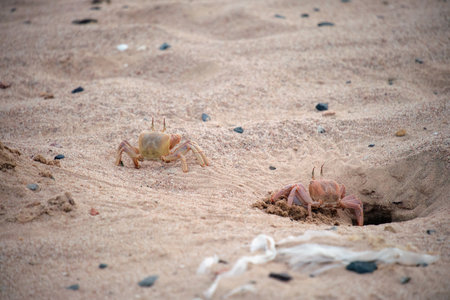 Close up of wild crab hiding in sand hole on sea beachの写真素材