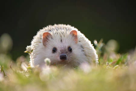 Small african hedgehog pet on green grass outdoors on summer day. Keeping domestic animals and...