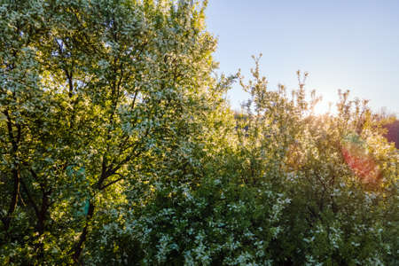Aerial view of blooming garden with white blossoming trees in early spring at sunset