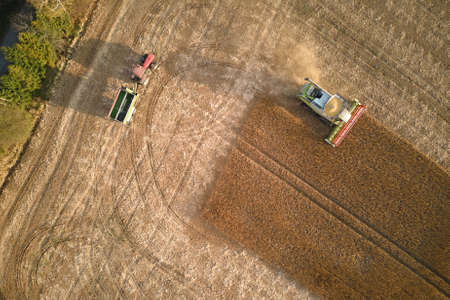 Aerial view of combine harvester and cargo trailer working during harvesting season on large ripe...