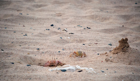 Close up of wild crab hiding in sand hole on sea beachの写真素材