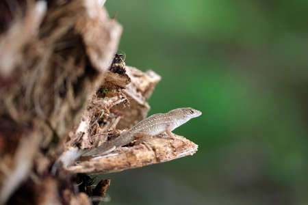 Macro closeup of blown alone lizard warming on summer sun. Anolis sagrei small reptile in native to...