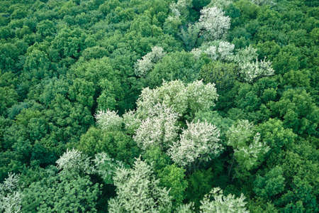 Top down flat aerial view of dark lush forest with blooming green trees canopies in springの写真素材