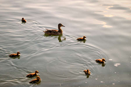 Wild duck family of mother bird and her chicks swimming on lake water at bright sunset. Birdwatching...