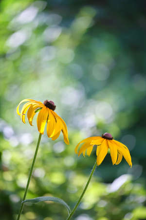 Yellow sunlit chamomile flowers blooming on summer flowerbed in green sunny gardenの写真素材