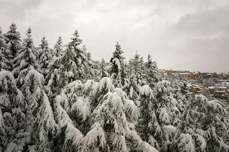 Aerial foggy landscape with evergreen pine trees covered with fresh fallen snow during heavy snowfall in winter mountain forest on cold quiet dayの写真素材