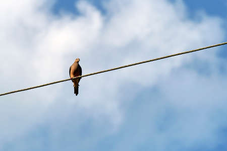 Grey dove pigeon sitting high on phone or electric cable on bright blue sky backgroundの写真素材