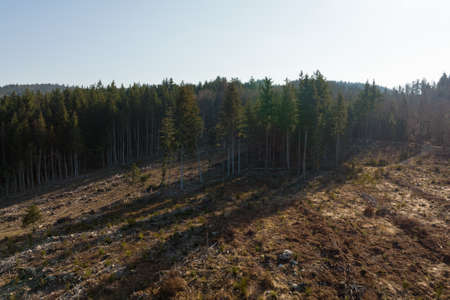Aerial view of pine forest with large area of cut down trees as result of global deforestation...